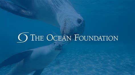 ocean charity organizations|Oceana .